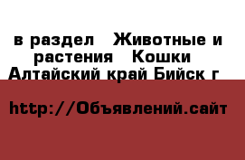  в раздел : Животные и растения » Кошки . Алтайский край,Бийск г.